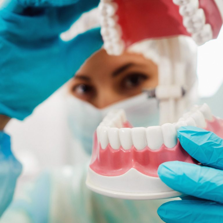 A model of a human jaw with teeth in the dentist's hand.